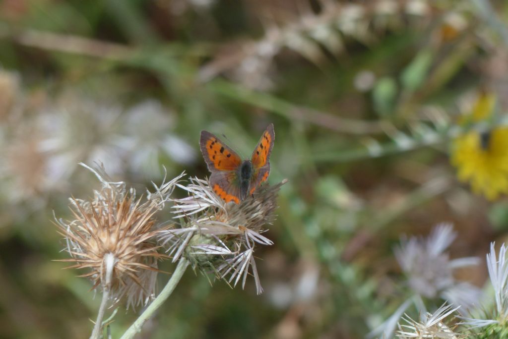 Lycaena phlaeas